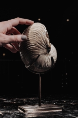 Наутилус Cymatoceras sp.