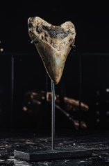 Зуб мегалодона 9 см