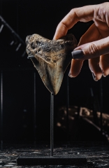 Зуб мегалодона 9 см