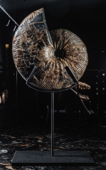 Аммонит Craspedodiscus discofalcatus