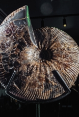 Аммонит Craspedodiscus discofalcatus