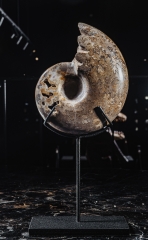 Аммонит Shloenbacchia sp.