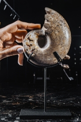 Аммонит Shloenbacchia sp.