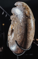 Аммонит Shloenbacchia sp.