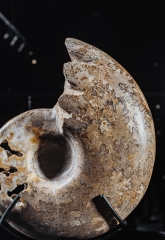 Аммонит Shloenbacchia sp.