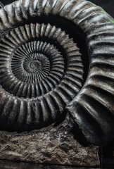 Аммонит Arietites bucklandi