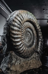 Аммонит Arietites bucklandi