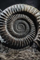 Аммонит Arietites bucklandi