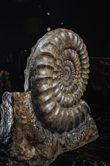 Аммонит Arietites bucklandi