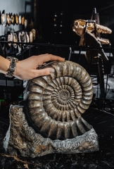 Аммонит Arietites bucklandi