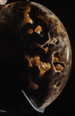 Аммонит Shloenbacchia sp.