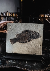 Рыба Priscacara serrata