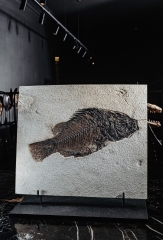 Рыба Priscacara serrata