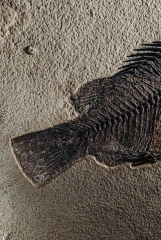 Рыба Priscacara serrata