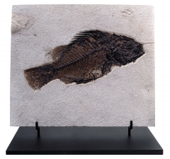 Рыба Priscacara serrata