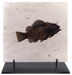 Рыба Priscacara serrata