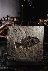 Рыба Priscacara serrata