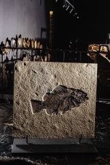 Рыба Priscacara serrata