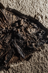 Рыба Priscacara serrata