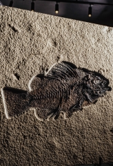 Рыба Priscacara serrata