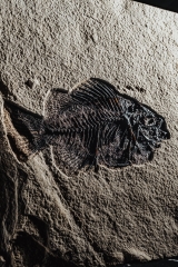 Рыба Cockerellites liops