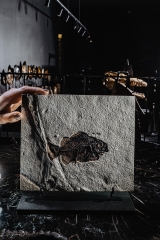 Рыба Cockerellites liops