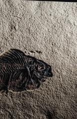 Рыба Cockerellites liops