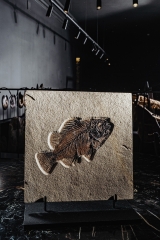 Рыба Priscacara serrata