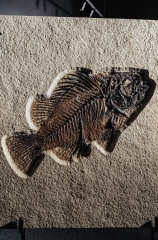 Рыба Priscacara serrata