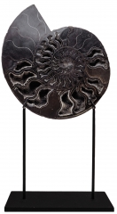 Аммонит Cleoniceras sp.