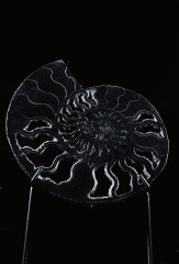 Аммонит Cleoniceras sp.