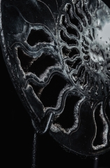 Аммонит Cleoniceras sp.