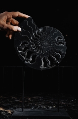 Аммонит Cleoniceras sp.