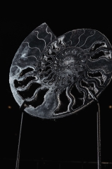 Аммонит Cleoniceras sp.