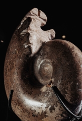 Аммонит Shloenbacchia sp.