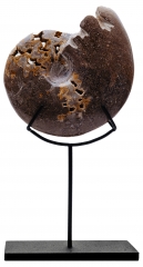 Аммонит Shloenbacchia sp.