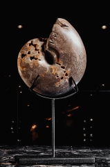 Аммонит Shloenbacchia sp.