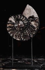 Аммонит Cleoniceras sp.