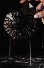 Аммонит Cleoniceras sp.