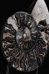 Аммонит Cleoniceras sp.