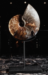 Аммонит Cleoniceras sp.