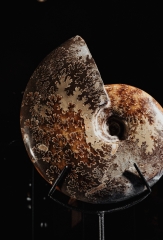 Аммонит Cleoniceras sp.