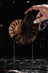 Аммонит Cleoniceras sp.