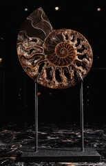 Аммонит Cleoniceras sp.