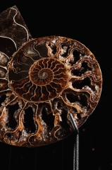 Аммонит Cleoniceras sp.