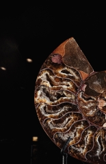 Аммонит Cleoniceras sp.