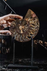 Аммонит Cleoniceras sp.