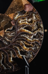 Аммонит Cleoniceras sp.