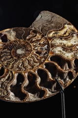 Аммонит Cleoniceras sp.