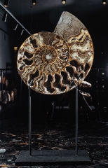 Аммонит Cleoniceras sp.